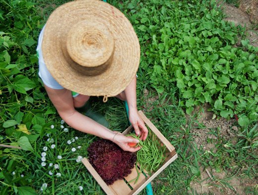 We cook Local organic food